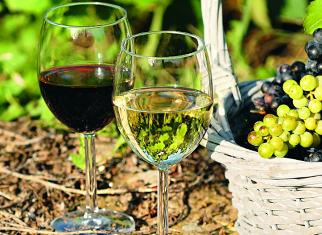 Виноград для вина купить. Лучших технических сортов для домашнего виноделия.